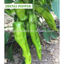 P29 Zhenli f1 hybrid light green hot pepper seeds for planting